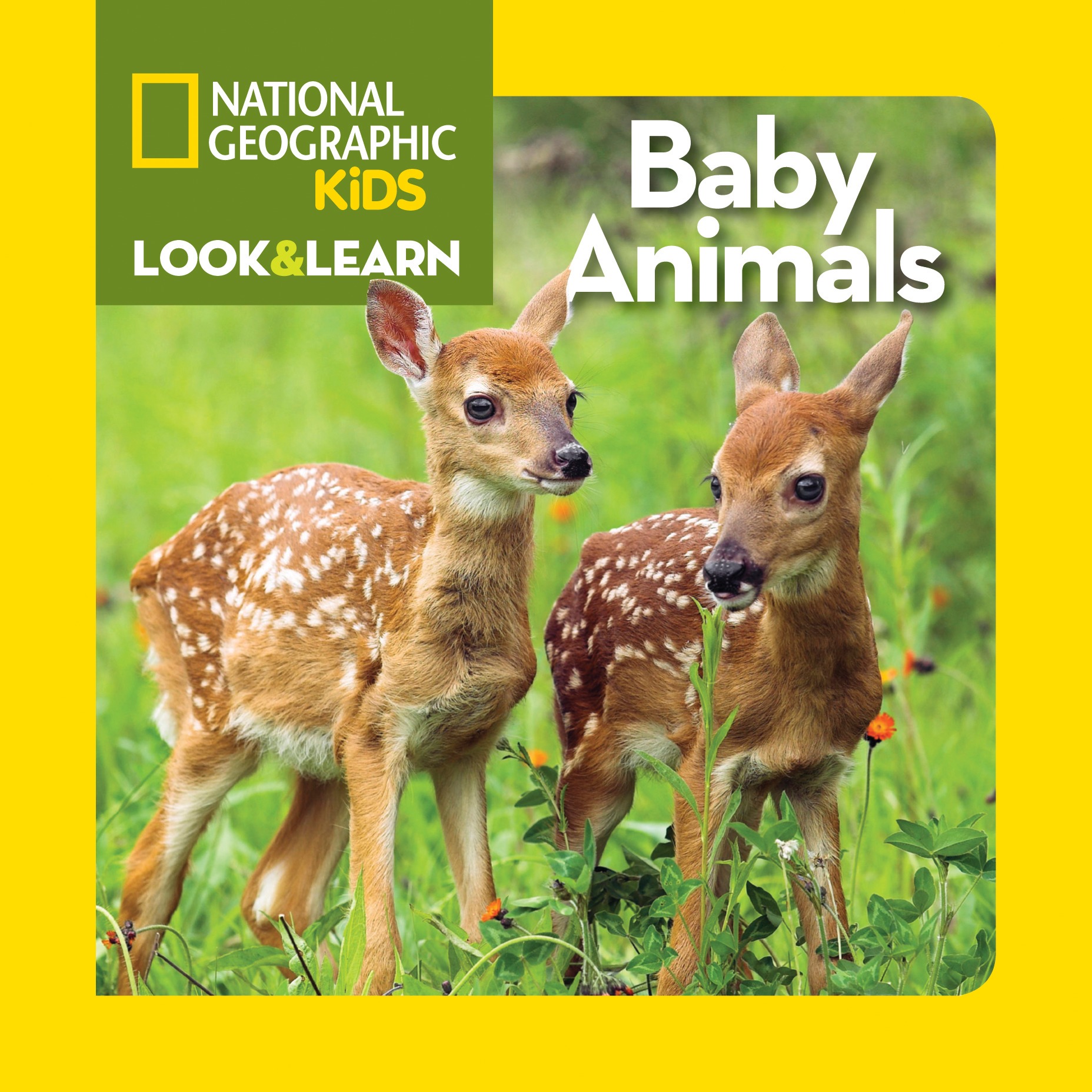 National Geographic Kids Look & Learn Collection