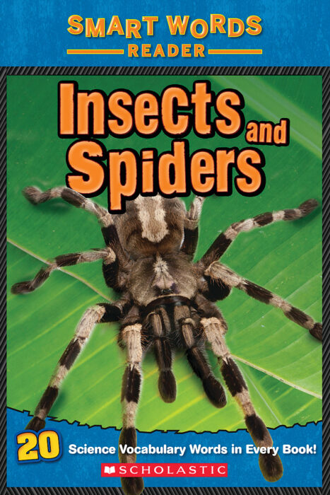 Insects and Spiders