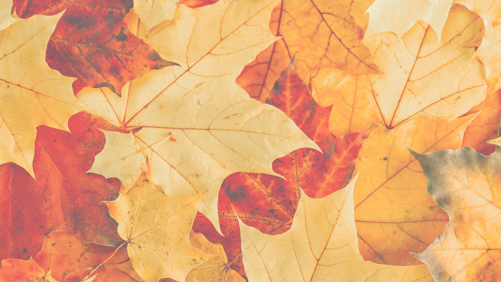 Fall into fall icon