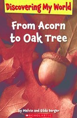 from acorn to oak tree