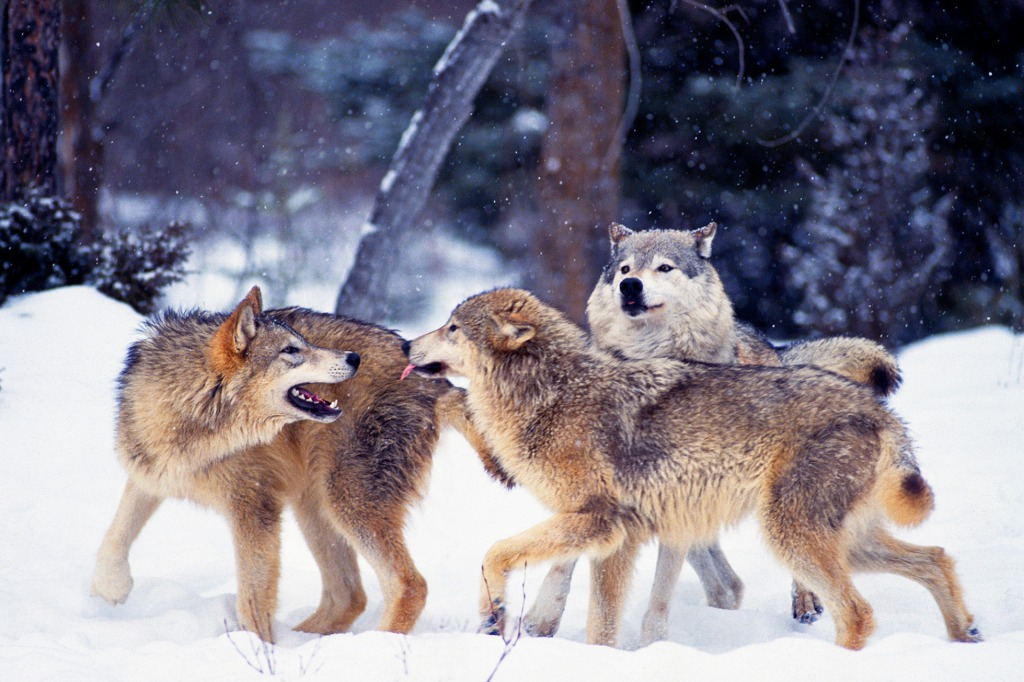 Wolves play in a snowy Montana forest. Thick fur keeps the animals warm.
