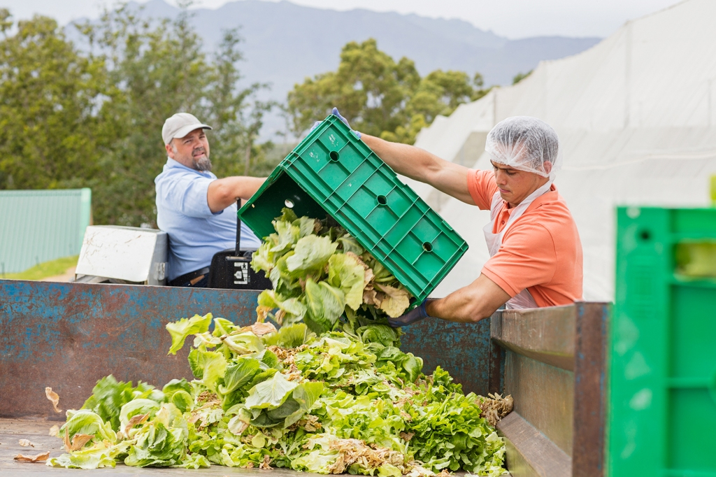 A man dumps lettuce in a dumpster
