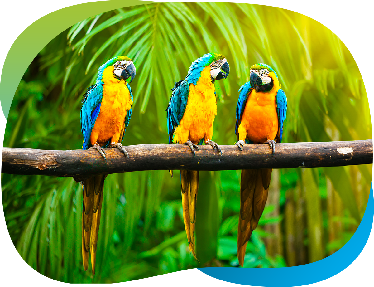 Plants & Animals | RIF.org